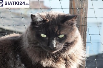 Siatki Sieradz - Zabezpieczenie balkonu siatką - Kocia siatka - bezpieczny kot dla terenów Sieradza